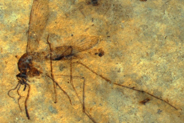 M Zero reference photograph of a fossil mosquito preserved in pale stone. This image provides research context and does not depict an pZero crop assay.